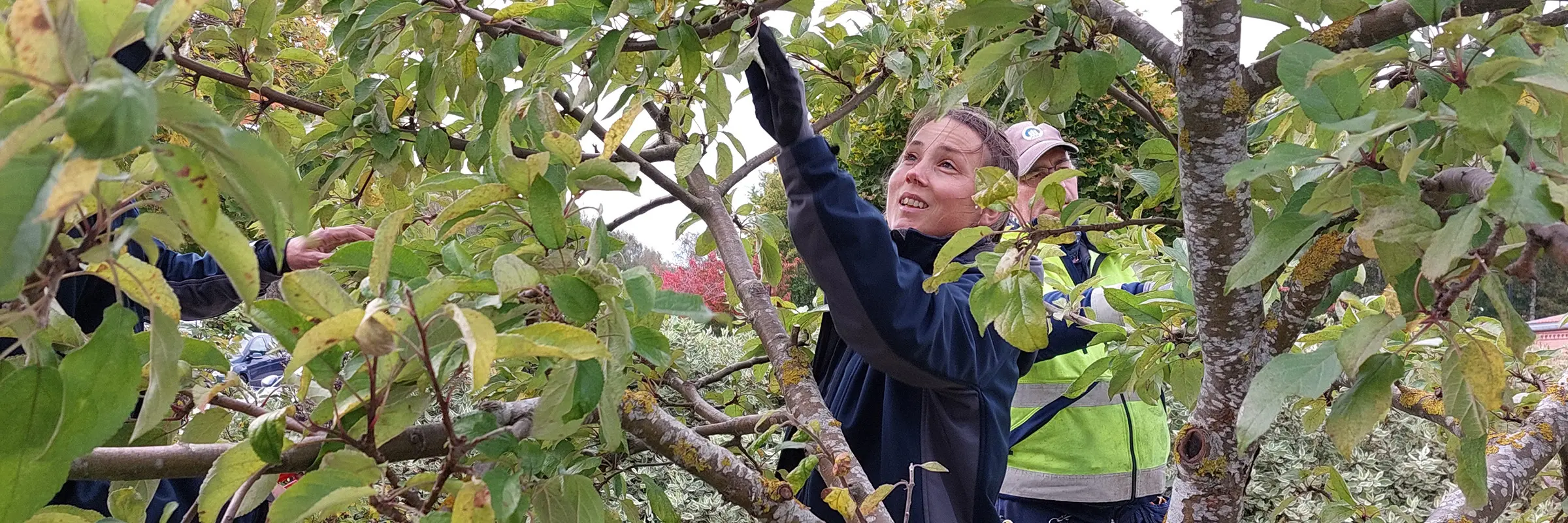 Fastighetsskötare från ABK står i bakom grenar och inspekterar ett träd under en trädbeskärningsutbildning