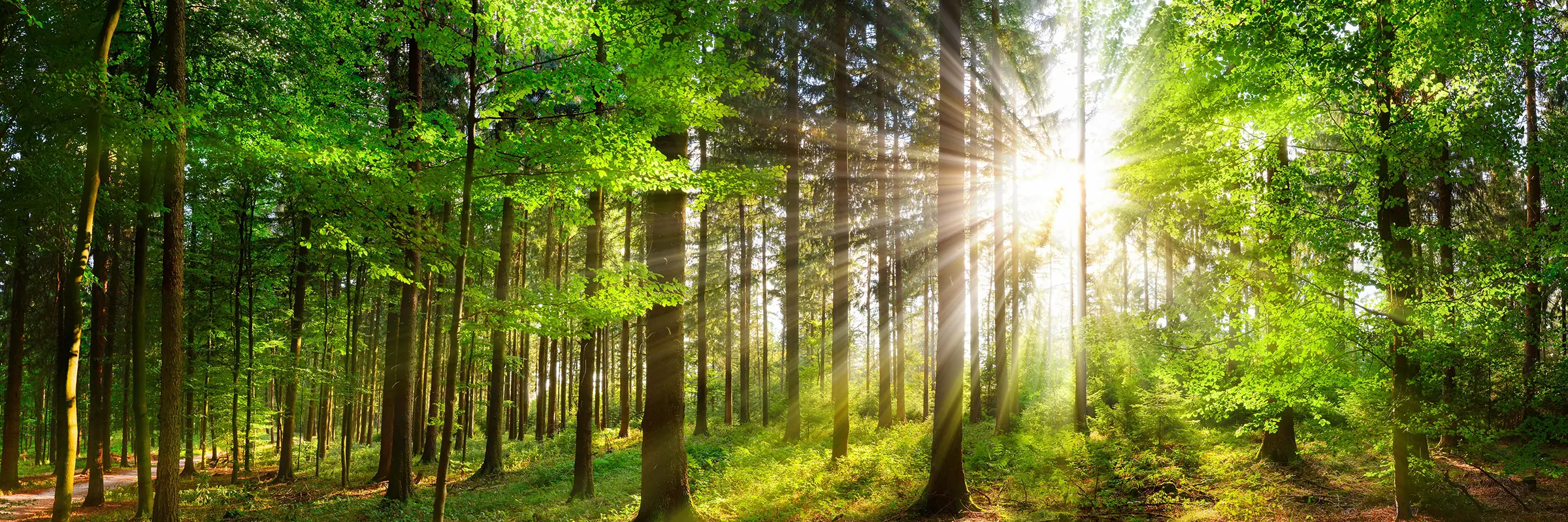Vackra solstrålar i en grön skog
