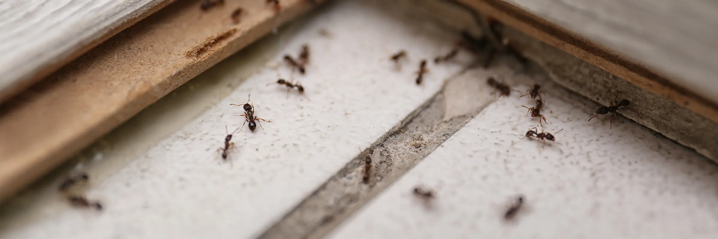 Ett mindre antal myror på ett golv