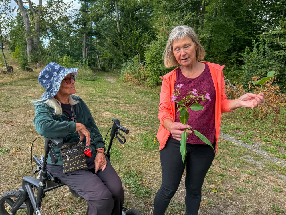Kristina håller upp en jättebalsamin