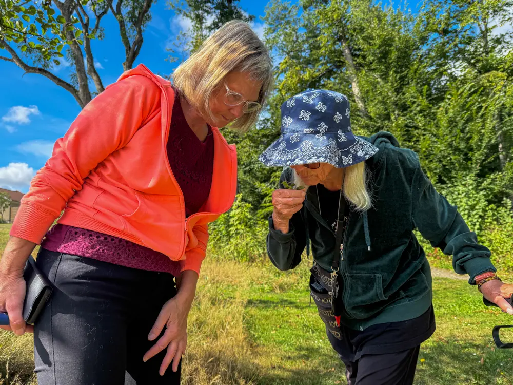 Annika luktar på en pipdån, en liten grön växt med pyttesmå rosa blommor